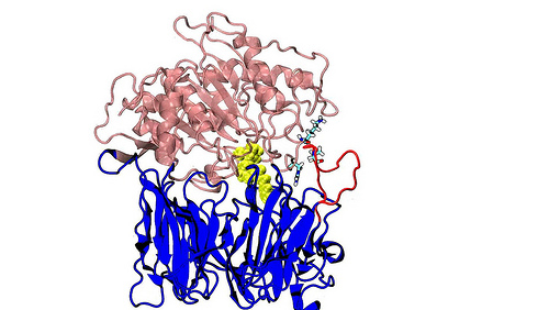 AMPK: Could this enzyme explain Alzheimer’s?