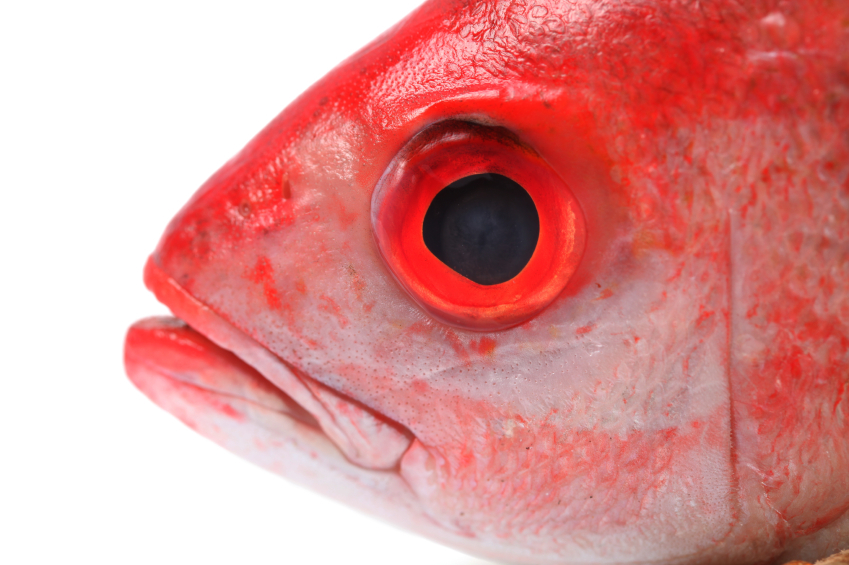 Is taking fish oil just a red herring?