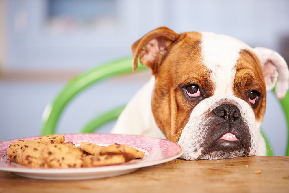 Your mood and food: What we can learn from dogs