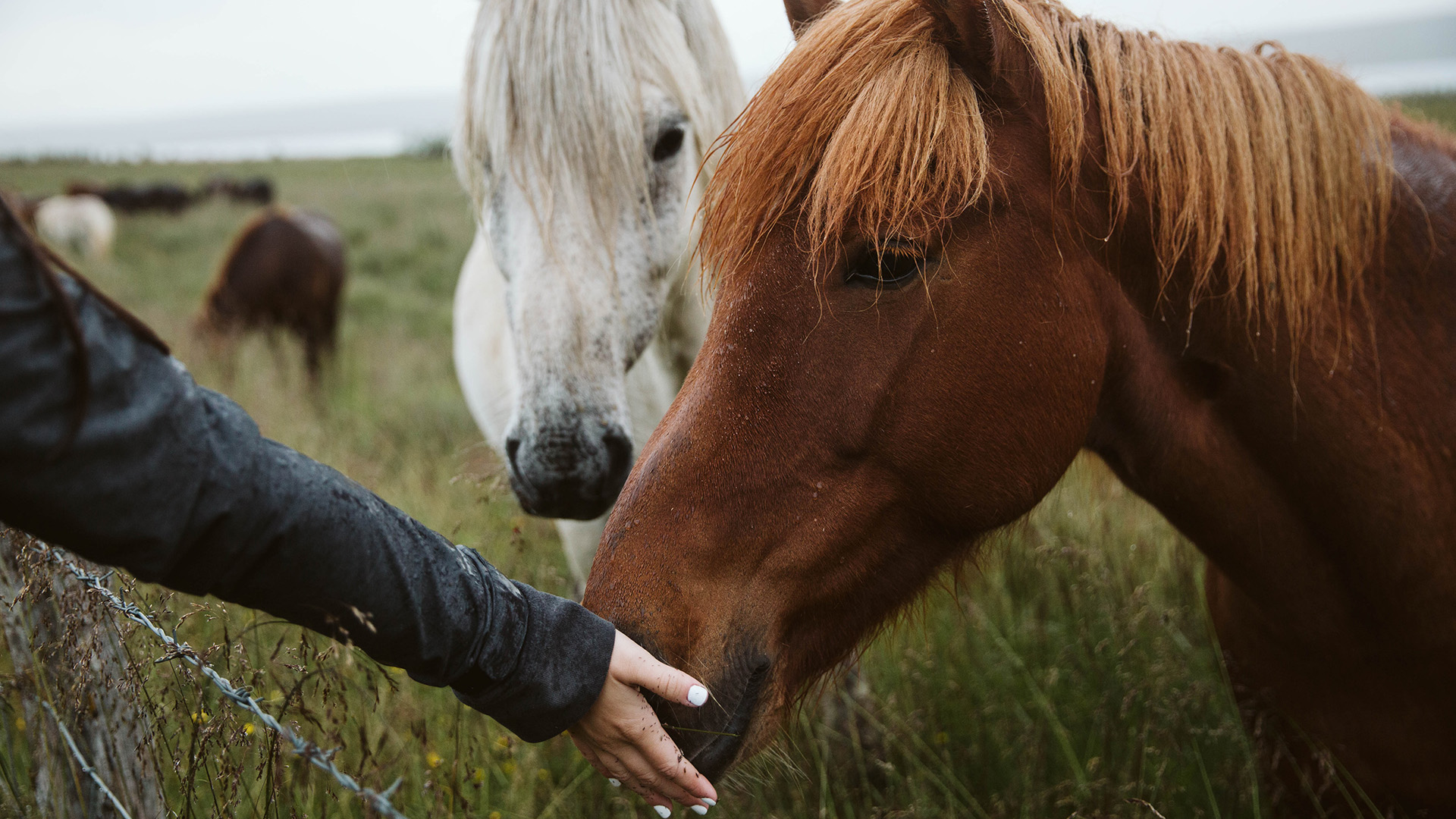 What a Horse Taught Me About Communication and Teamwork