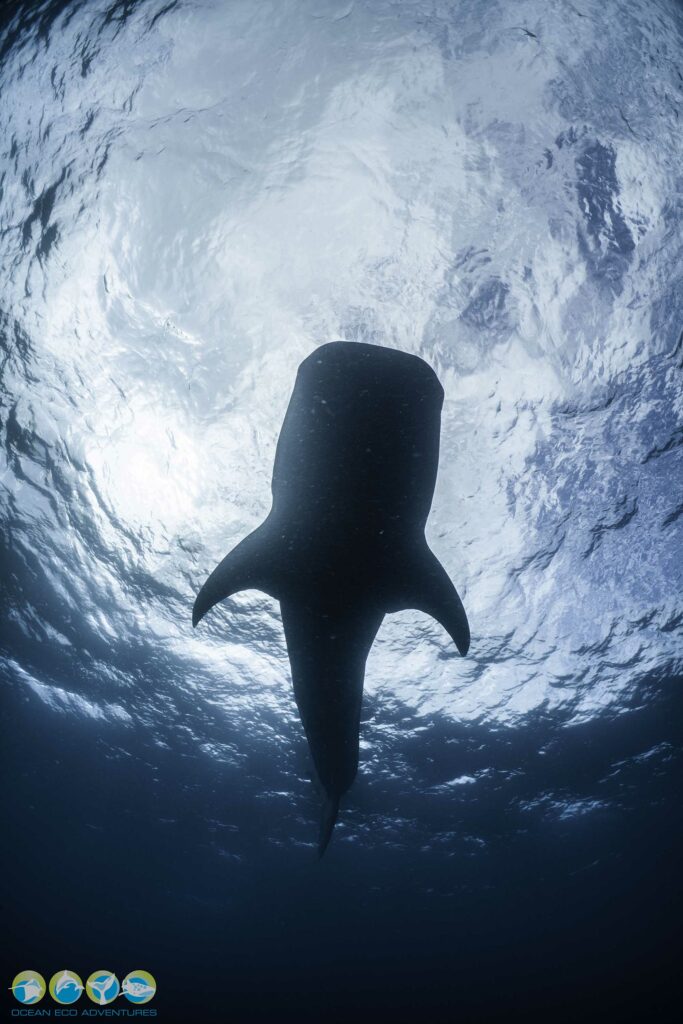 Whale Shark Bungelup Risk Taking