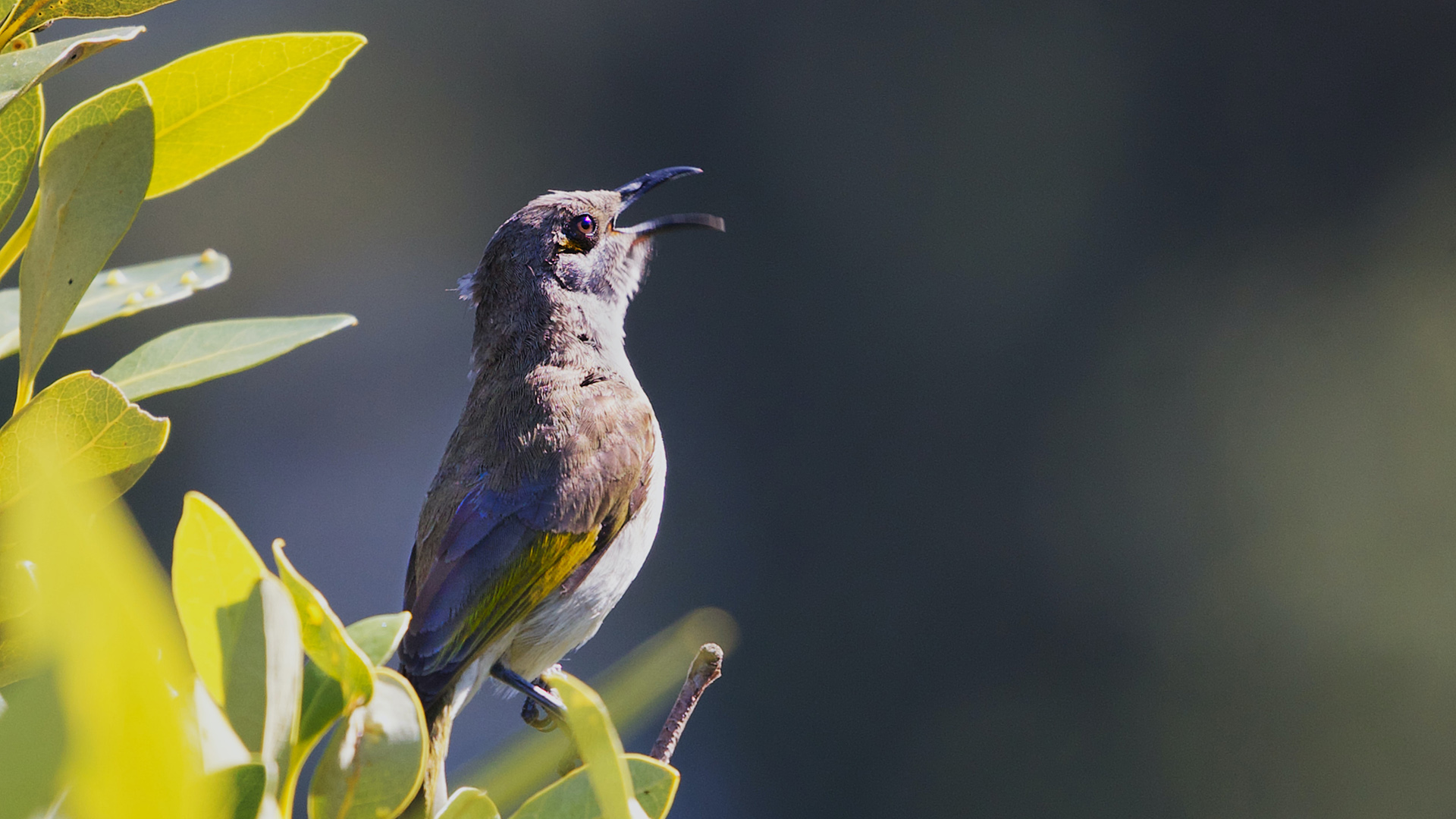 Chirpy, Chirpy, Cheep, Cheep. Why is birdsong so uplifting?