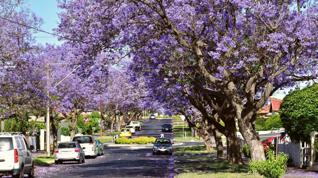 Jacaranda Nature Wellbeing Green and Blue Space