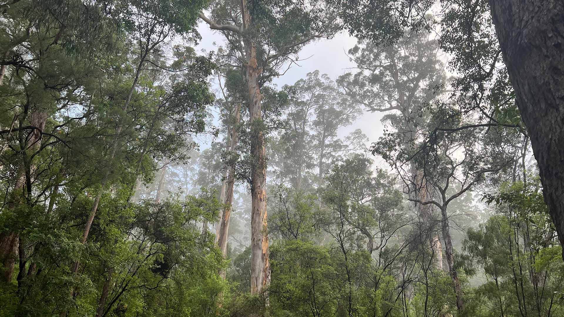 How nature can help us remember who we are